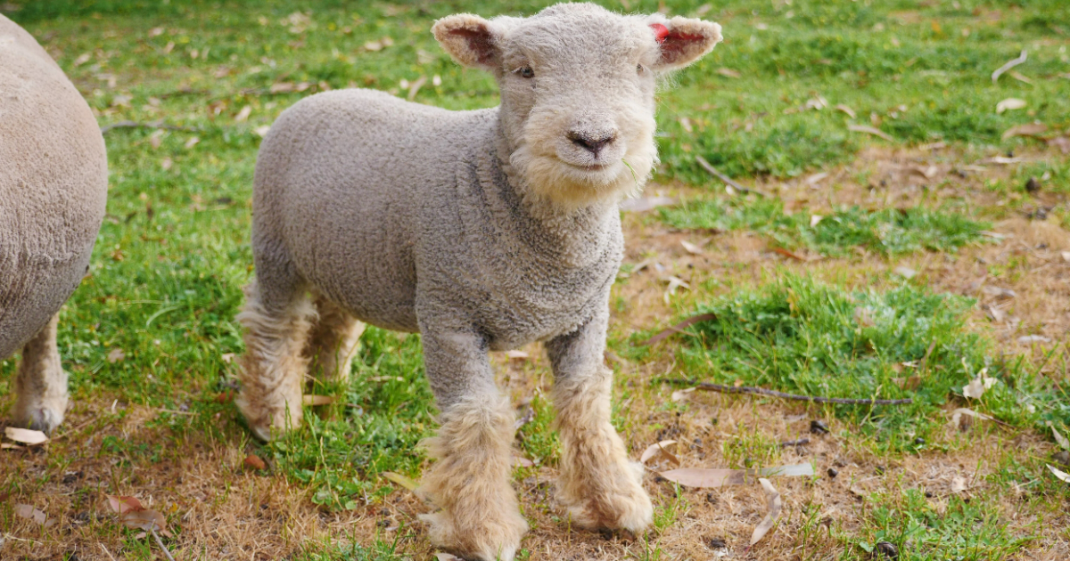 fluffy beards and ugg boots 