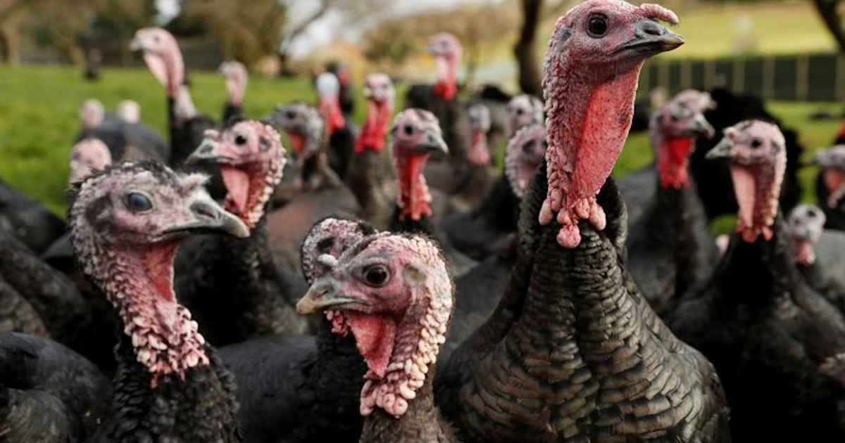 The UK is facing its biggest outbreak of bird flu in history - ABC News