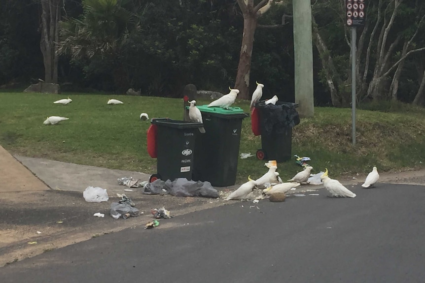 Cockatoo vs humans Who’s winning the wheelie bin innovations arms race