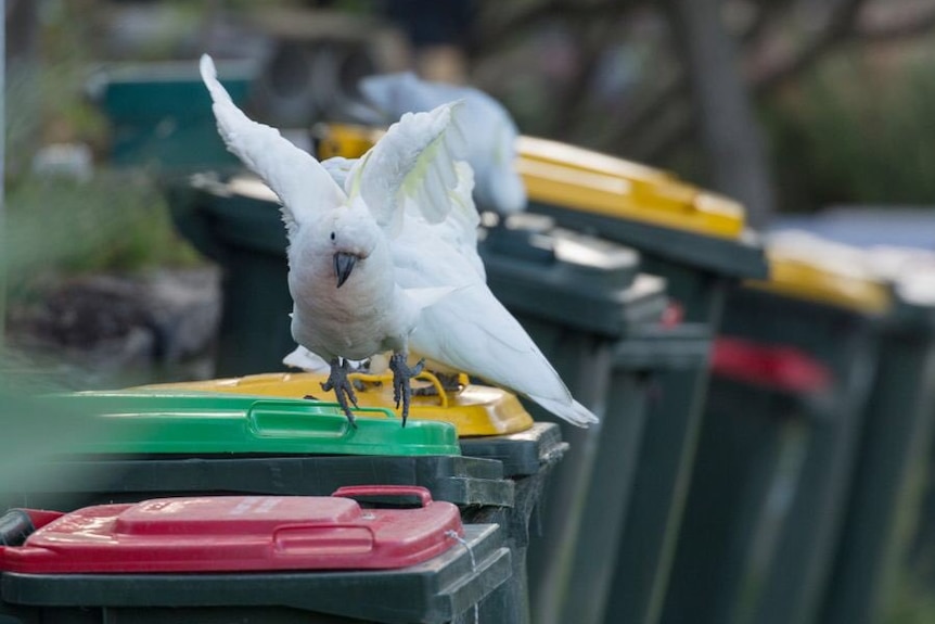 Cockatoo vs humans Who’s winning the wheelie bin innovations arms race