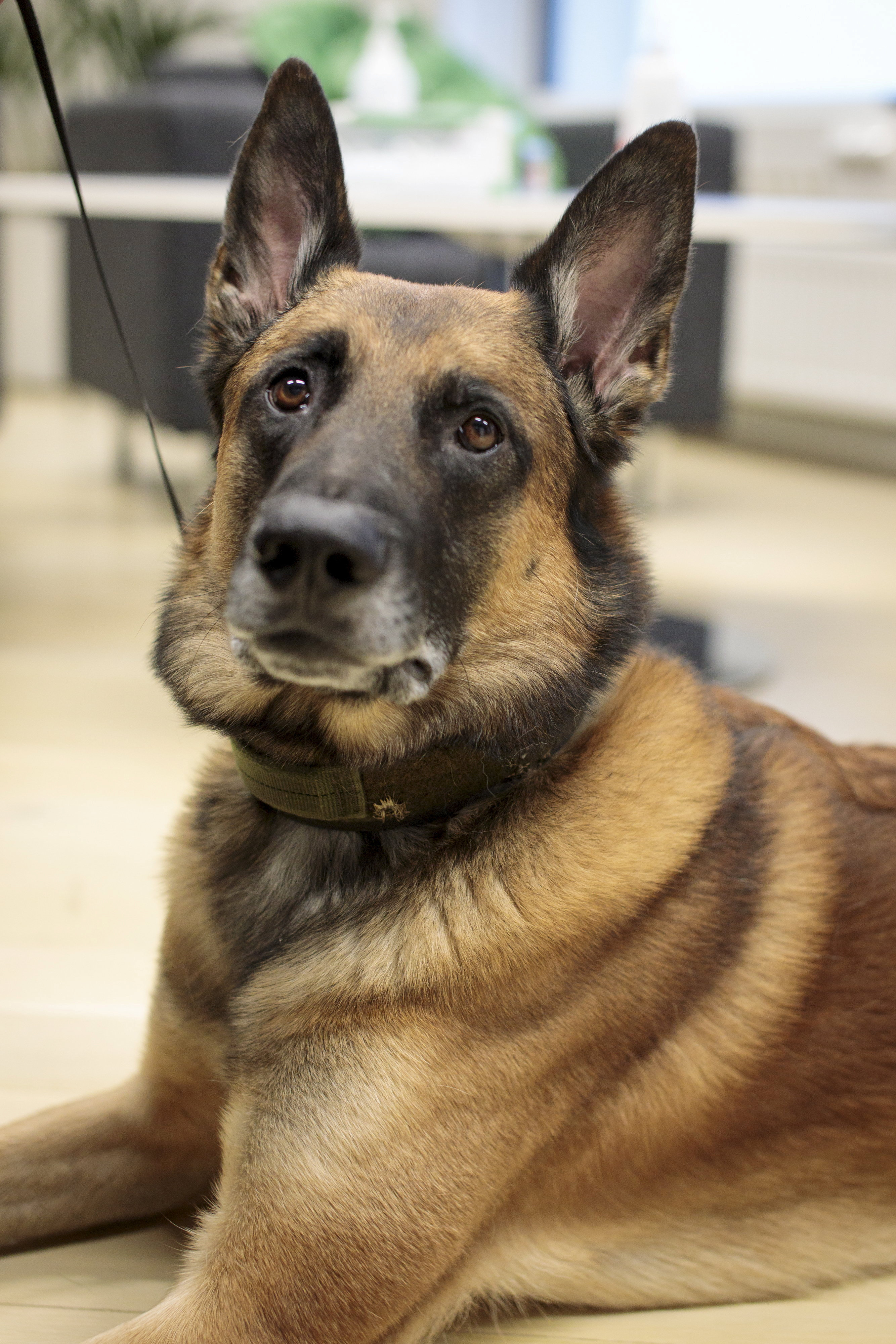 german shepherd,canine,dog,pet,mammal,animal,police dog
