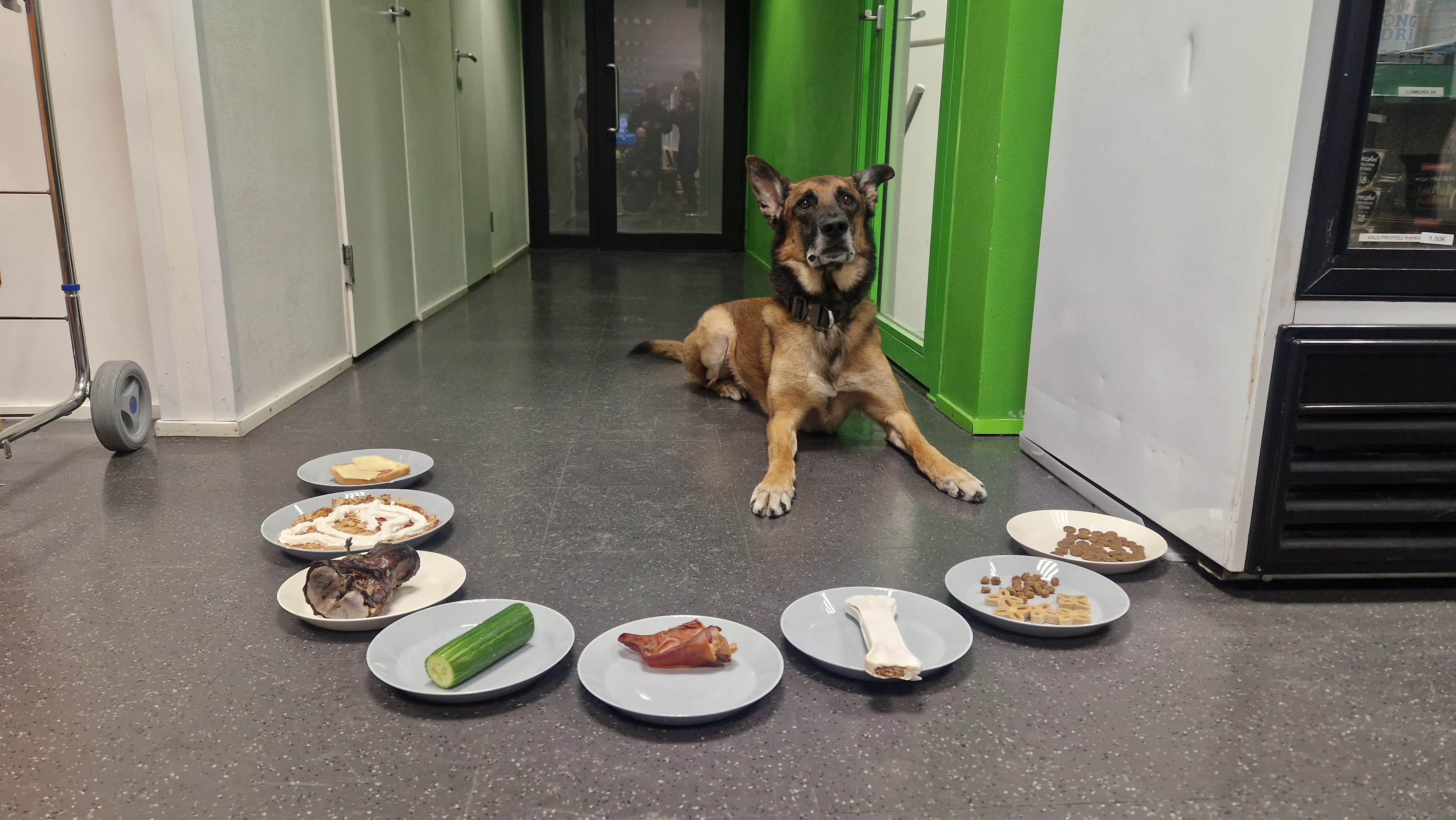 plate,floor,dog,canine,pet,flooring,meal,food,person,german shepherd
