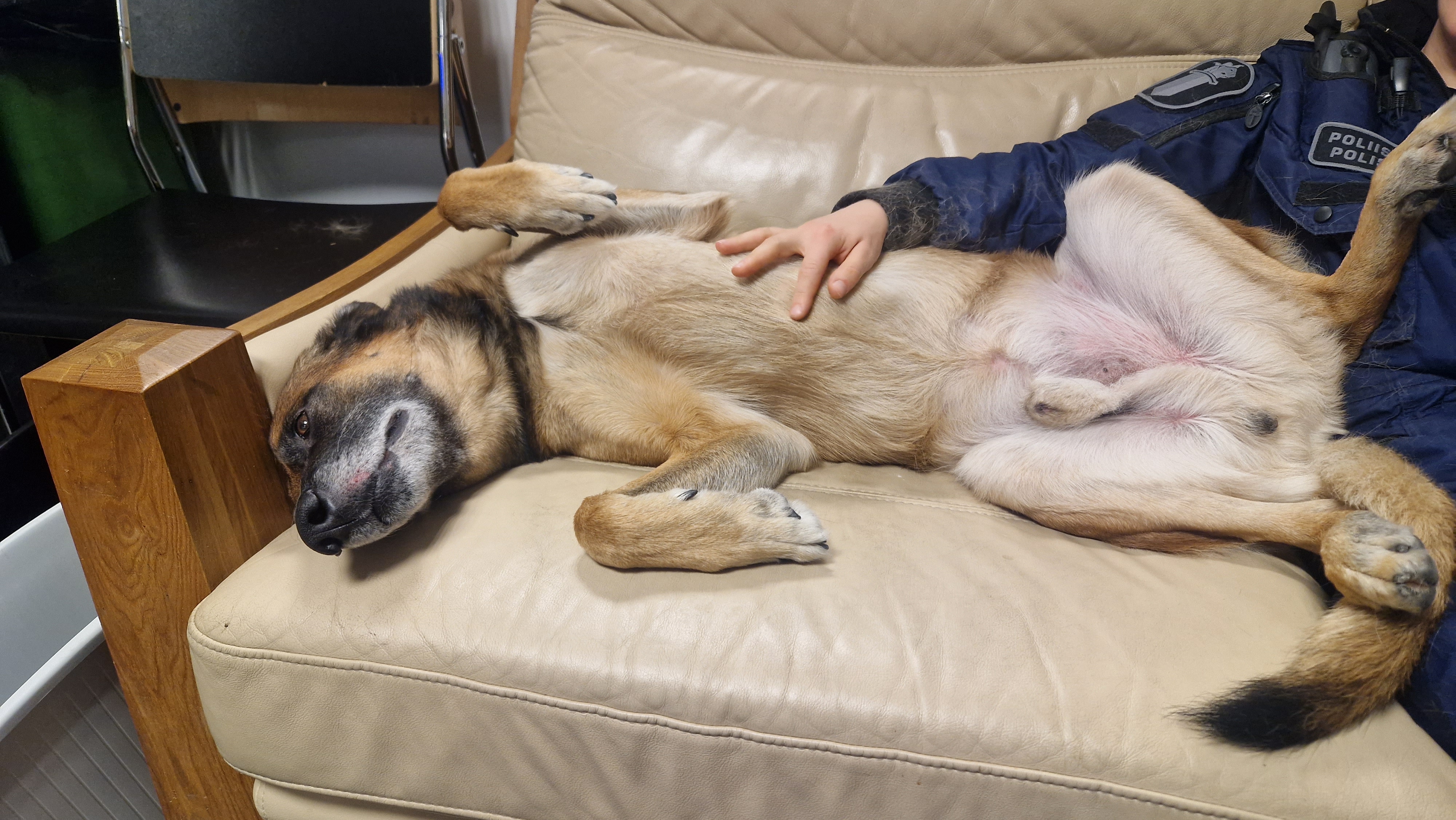 couch,furniture,interior design,dog,canine,pet,mammal,chair,wood,hound