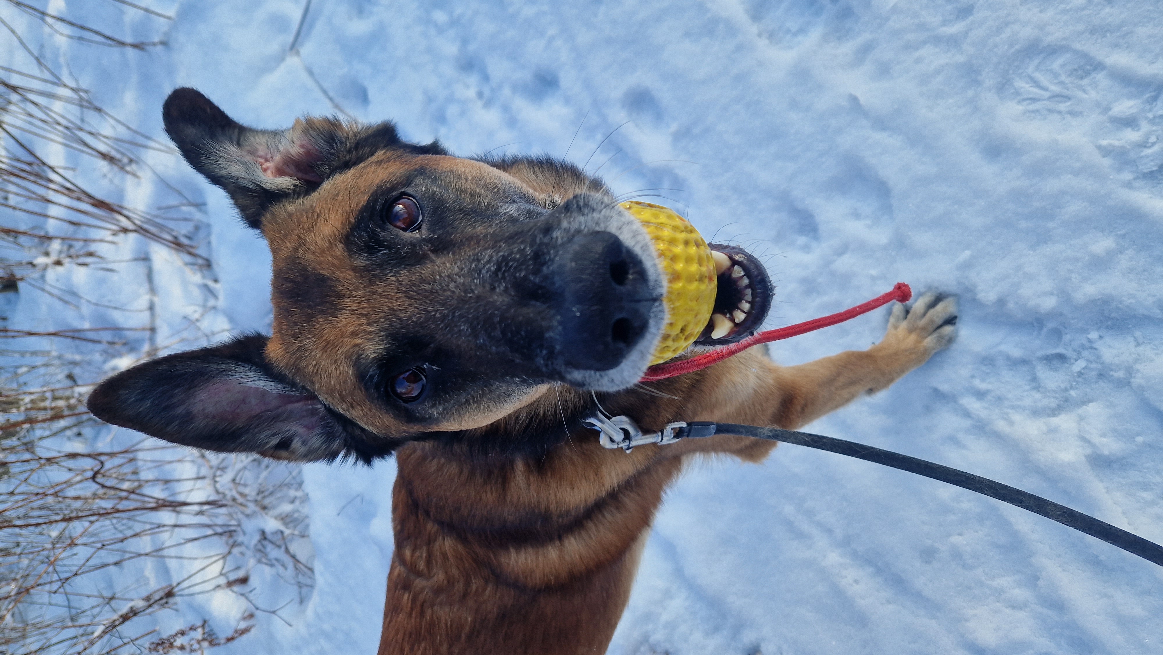 strap,accessories,dog,canine,pet,mammal,animal,german shepherd,leash
